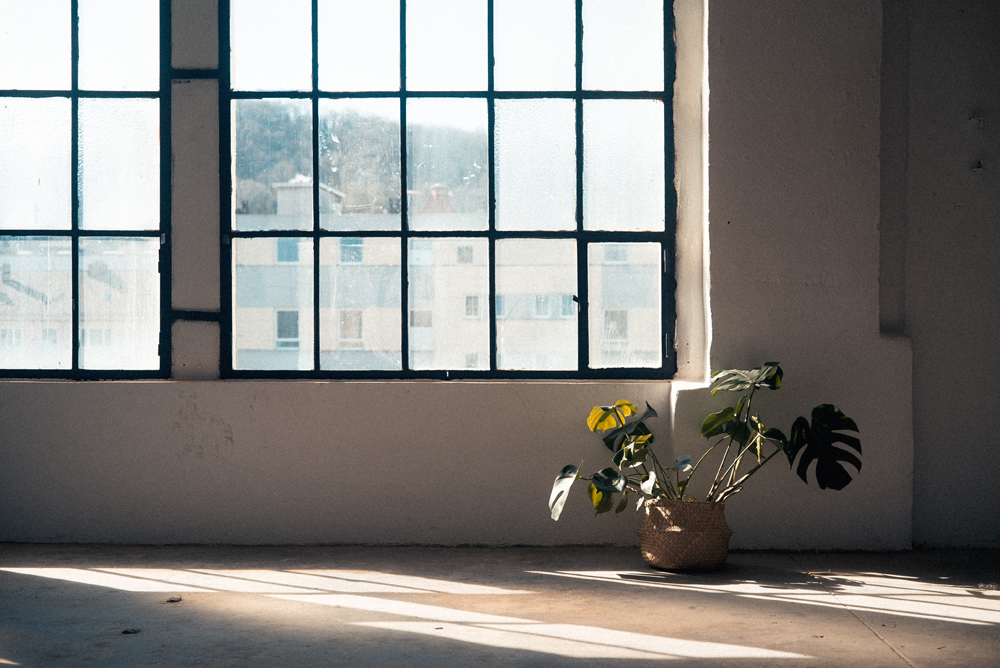 Empty bedroom with plant of floor