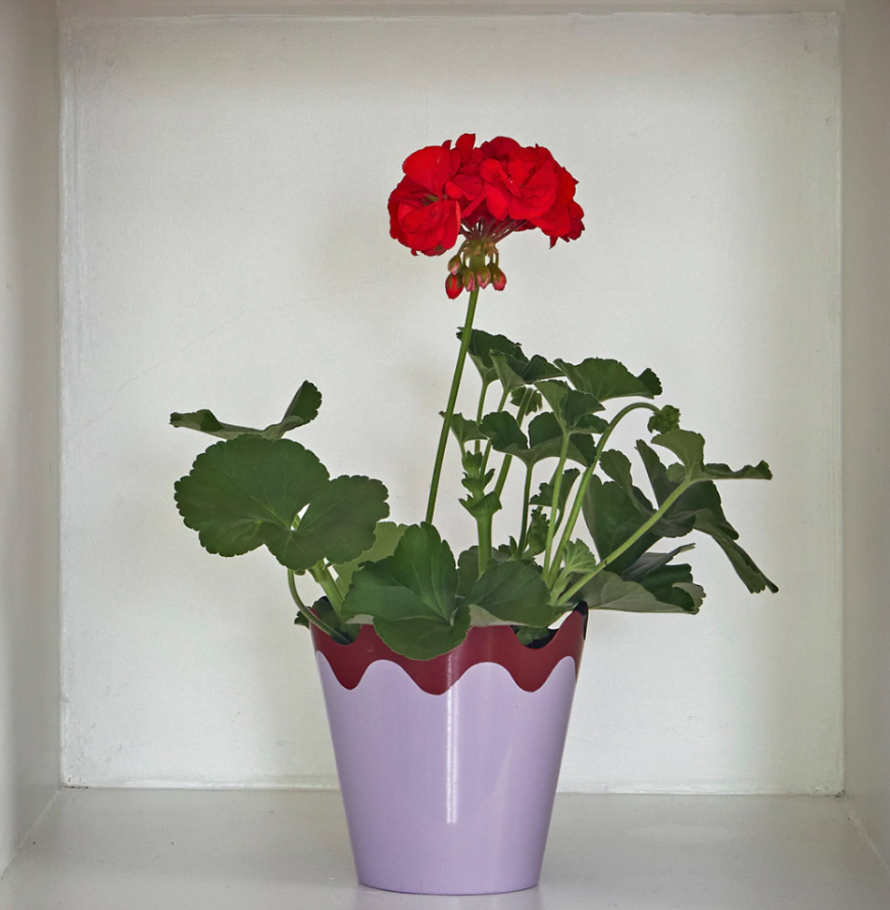 Matilda Goad scallop planter