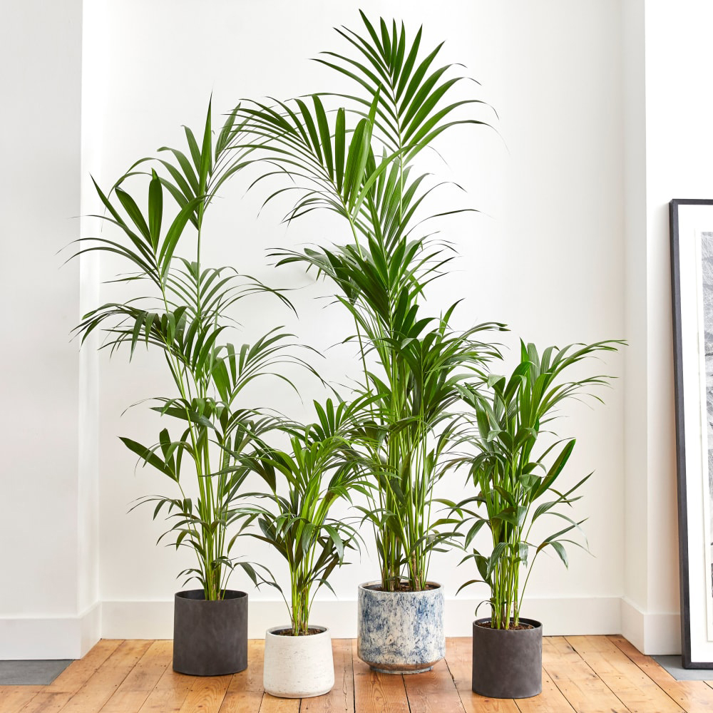 Patch plants
