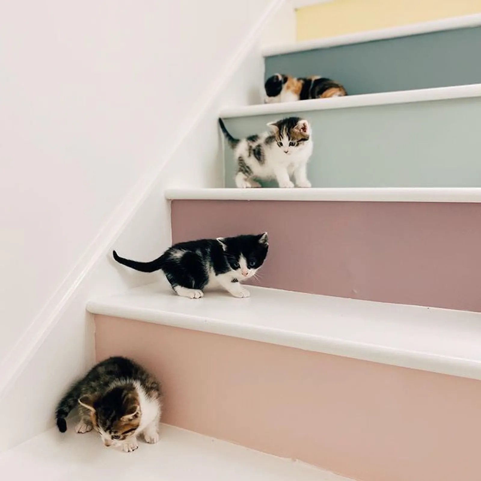 Bild von 4 Kätzchen auf einer bunten Treppe, gestrichen in Lick Blue 03 und anderen Lick Farbtönen von @JENS_DEN09