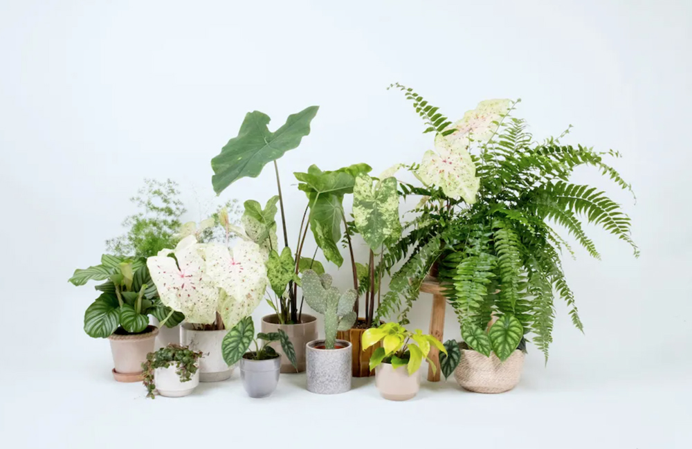 Conservatory Archives